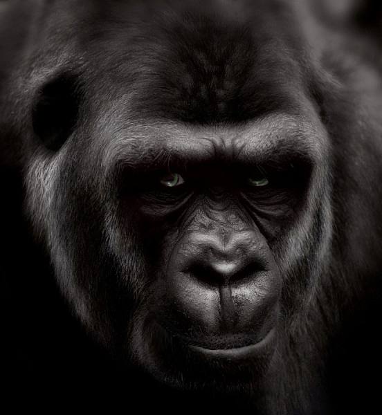 Photograph Victor Manuel Lopez The Boss on One Eyeland